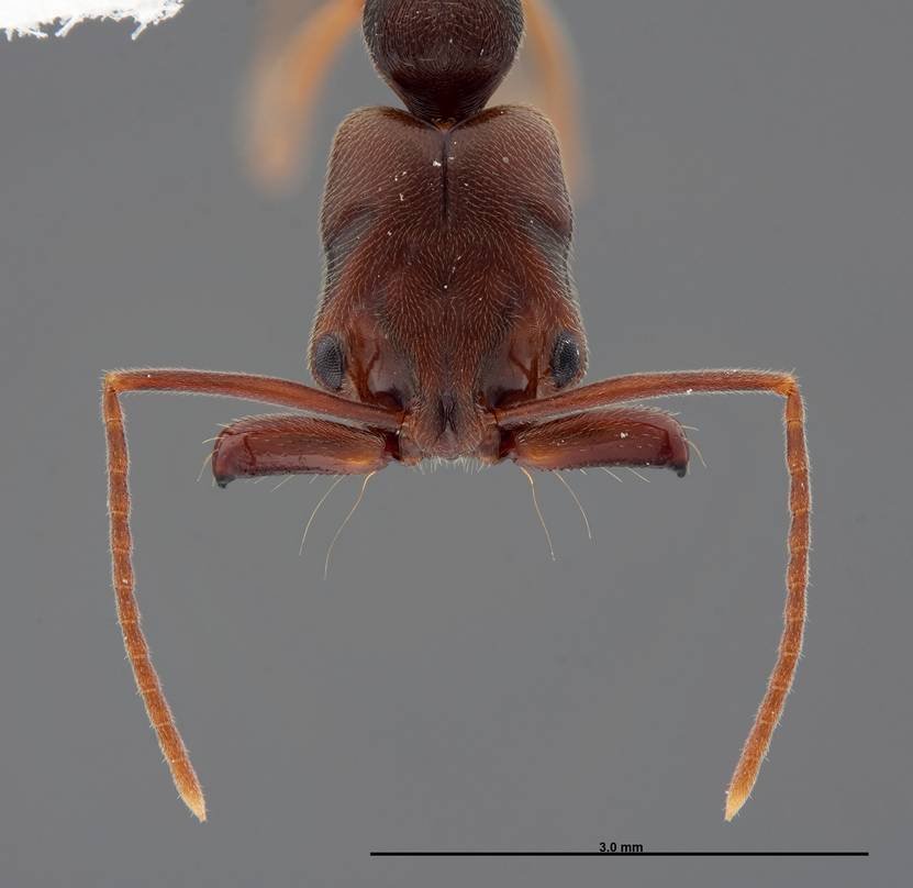 Foto de hormiga detalladamente