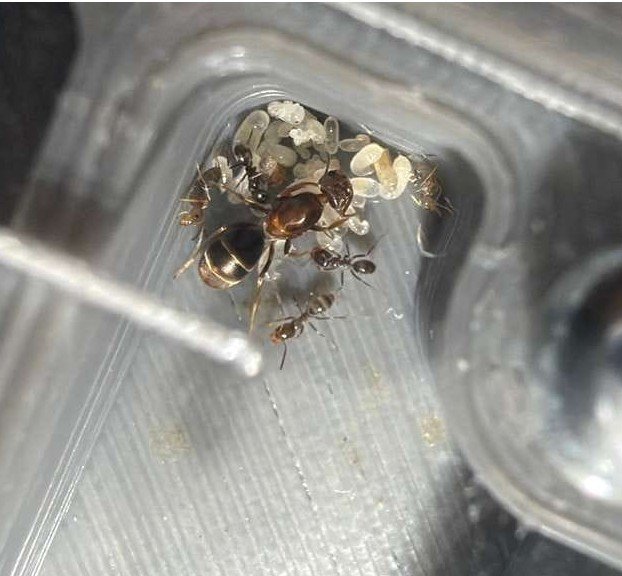 Hormiga Reina camponotus