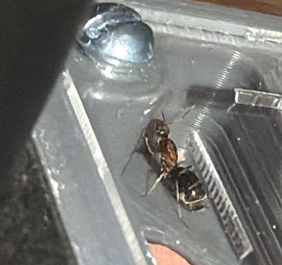 Foto de hormiga detalladamente