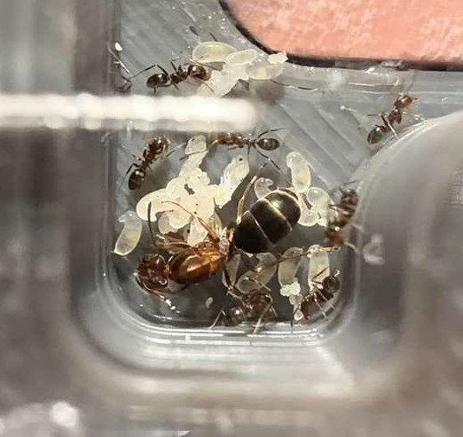 Foto de hormiga detalladamente